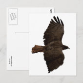 Roodstaartschets Briefkaart (Voorkant / Achterkant)