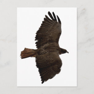 Roodstaartschets Briefkaart