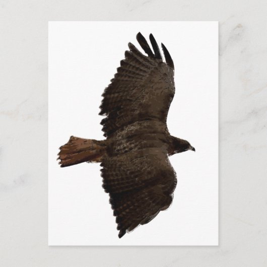 Roodstaartschets Briefkaart (Voorkant)