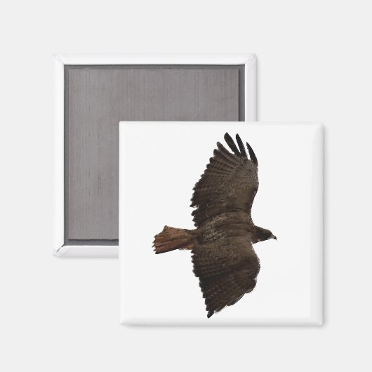 Roodstaartschets Magneet (Voorkant / Achterkant)