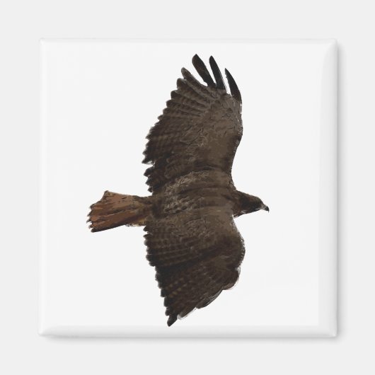 Roodstaartschets Magneet (Voorkant)