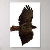 Roodstaartschets Poster (Voorkant)