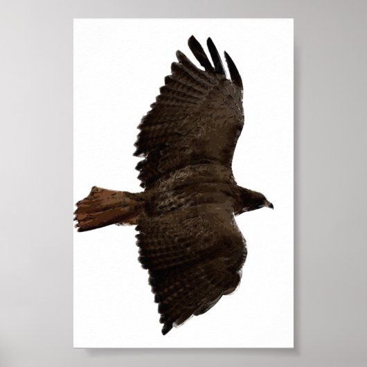 Roodstaartschets Poster (Voorkant)