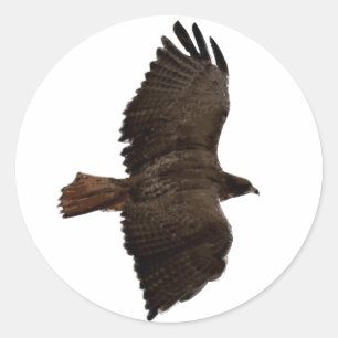Roodstaartschets Ronde Sticker