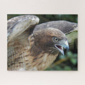 roodstaartsnavelraptordier legpuzzel (Horizontaal)