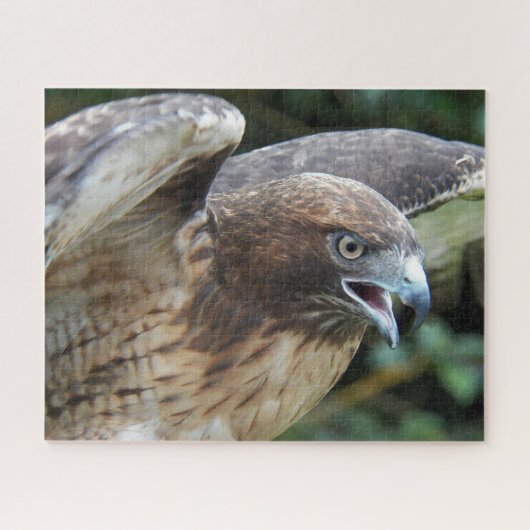 roodstaartsnavelraptordier legpuzzel (Horizontaal)