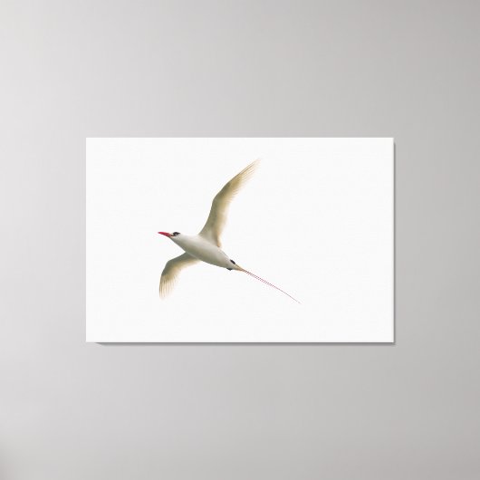 roodstaarttropische vogel canvas afdruk (Voorkant)