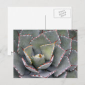 Roodtandijspagave Briefkaart (Voorkant / Achterkant)