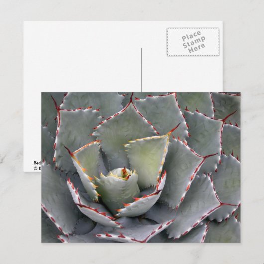 Roodtandijspagave Briefkaart (Voorkant / Achterkant)