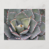 Roodtandijspagave Briefkaart (Voorkant)