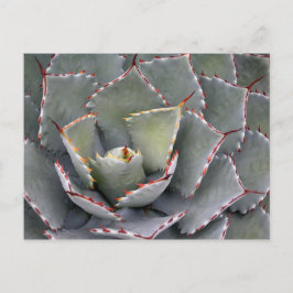 Roodtandijspagave Briefkaart