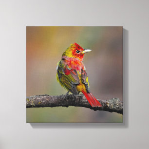 Roodtangare in de rui - Originele Foto Canvas Afdruk