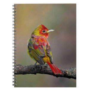 Roodtangare in de rui - Originele Foto Notitieboek
