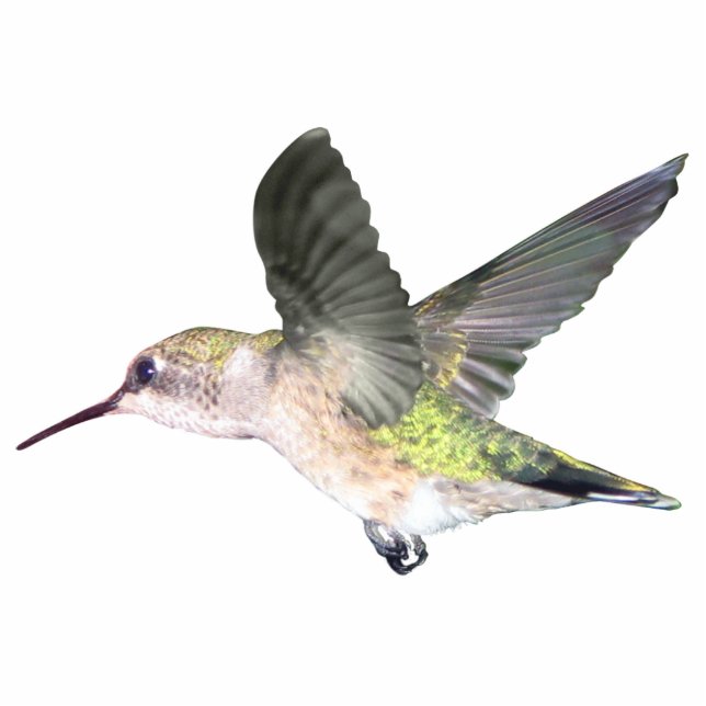 Roodtroebele Hummingbird 2x3 Ornament Fotobeeldje Ornament (Voorkant)