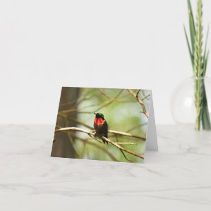 Roodtroebele Hummingbird #4 - Blank Note Card Bedankkaart