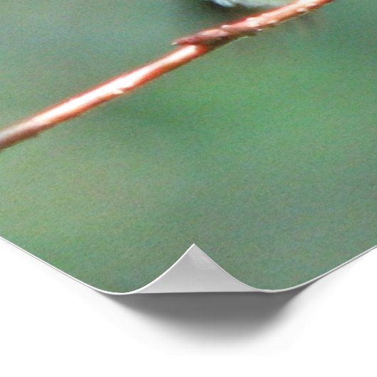 Roodtroebele Hummingbird na Chase Poster (Hoek)