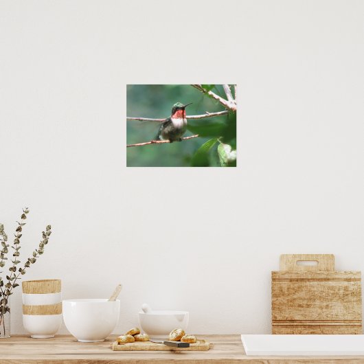 Roodtroebele Hummingbird na Chase Poster (Keuken)