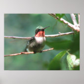 Roodtroebele Hummingbird na Chase Poster (Voorkant)