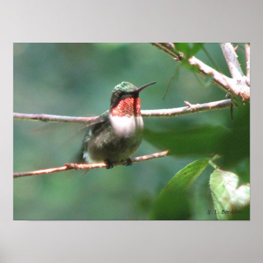 Roodtroebele Hummingbird na Chase Poster (Voorkant)