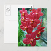 Roodvanda orchideeën briefkaart (Voorkant / Achterkant)