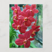 Roodvanda orchideeën briefkaart (Voorkant)