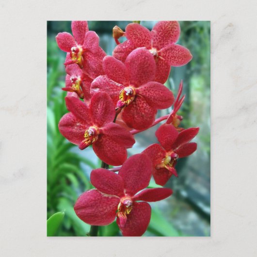 Roodvanda orchideeën briefkaart (Voorkant)