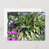 Roodveinen Sorrel Pink Impatiens Bloedtuin Briefkaart (Voorkant / Achterkant)