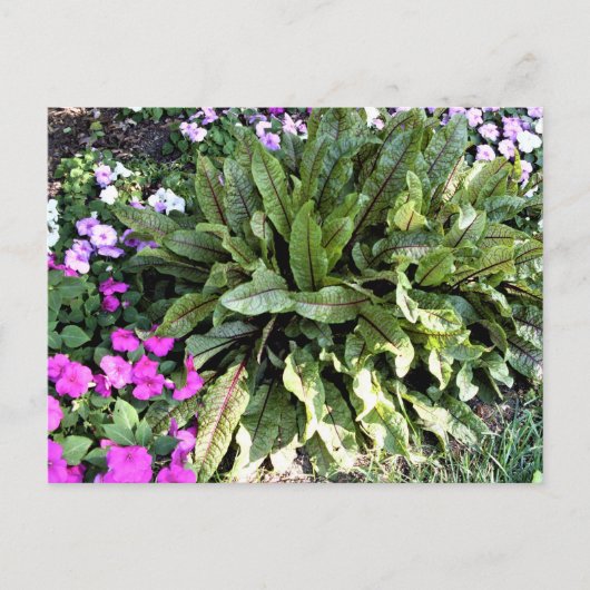Roodveinen Sorrel Pink Impatiens Bloedtuin Briefkaart (Voorkant)