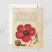 Roodventiel en slak briefkaart (Voorkant / Achterkant)