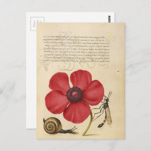 Roodventiel en slak briefkaart (Voorkant / Achterkant)