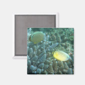 Roodvintonijn (Chaetodon lunulatus) Magneet (Voorkant / Achterkant)