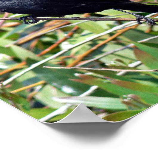 Roodvleugel Poster (Hoek)