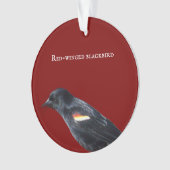 roodvleugelig merel Ornament (voorkant)