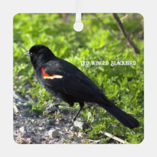 roodvleugelig merel Ornament