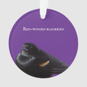 roodvleugelig merel Ornament
