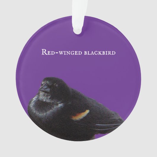 roodvleugelig merel Ornament (voorkant)