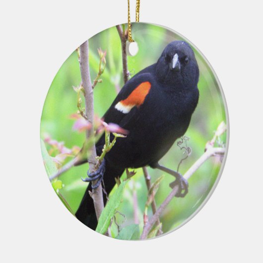 roodvleugelig merel Ornament (Links)