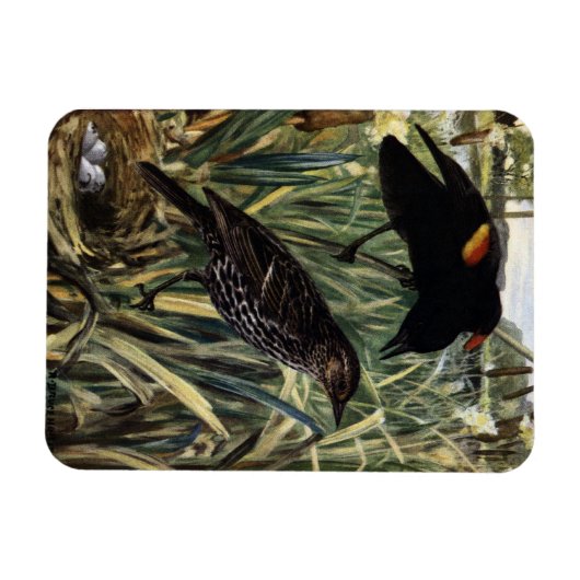 Roodvleugelige merels en nest in staarten magneet (Horizontaal)