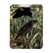 Roodvleugelige merels en nest in staarten magneet (Verticaal)