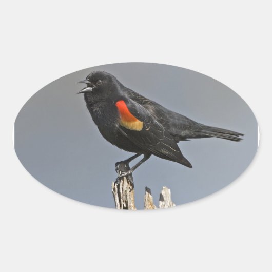 Roodvleugelige zwarte hond ovale sticker (Voorkant)