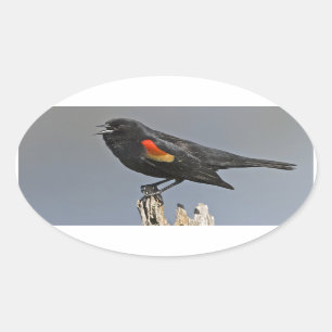 Roodvleugelige zwarte hond ovale sticker