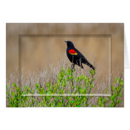 Roodvleugelige zwarte vogel - WETLANDS COLLECTIE -