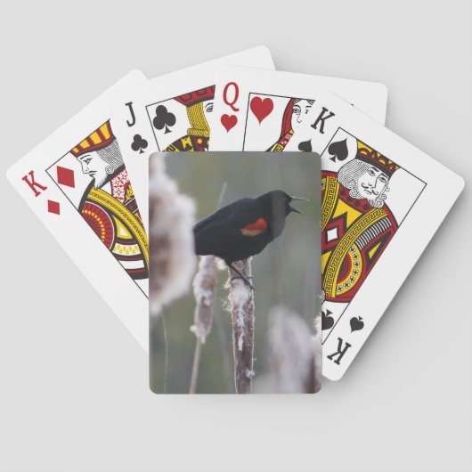 Roodvleugelspreeuw (Agelaius phoeniceus) Speelkaarten (Achterkant)