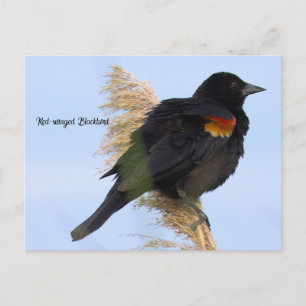 Roodvleugelspreeuwenansichtkaart Briefkaart