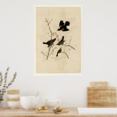 Roodvleugelstaarster Poster (Keuken)