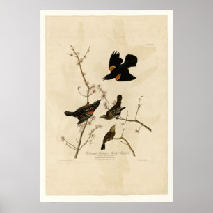 Roodvleugelstaarster Poster