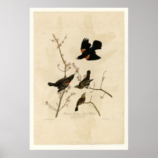 Roodvleugelstaarster Poster