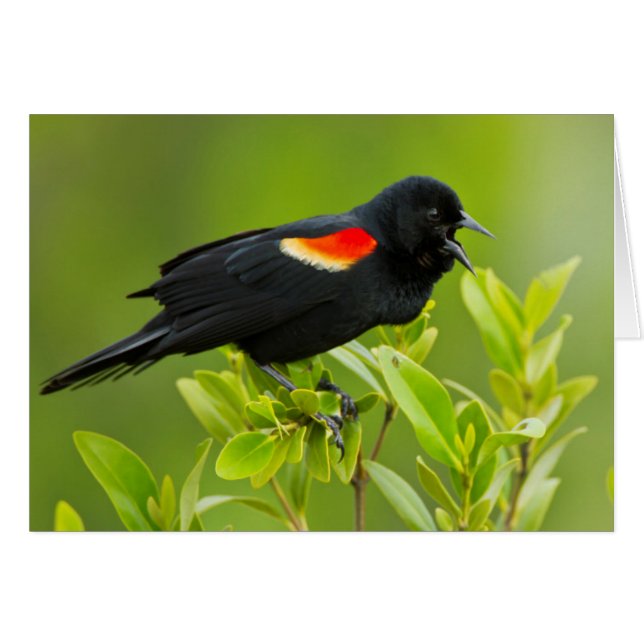 Roodvleugeltroepiaal (Agelaius Phoeniceus) (Voorkant Horizontaal)