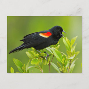 Roodvleugeltroepiaal (Agelaius Phoeniceus) Briefkaart