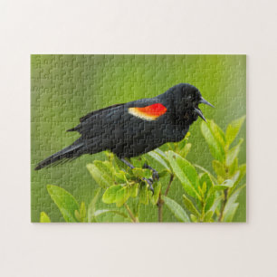 Roodvleugeltroepiaal (Agelaius Phoeniceus) Legpuzzel